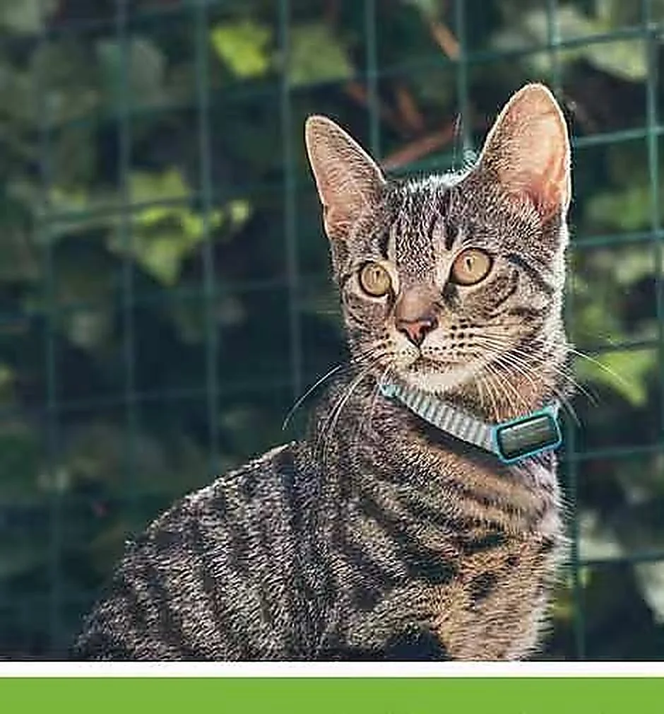 Cat wearing the Mini Data Logger GPS